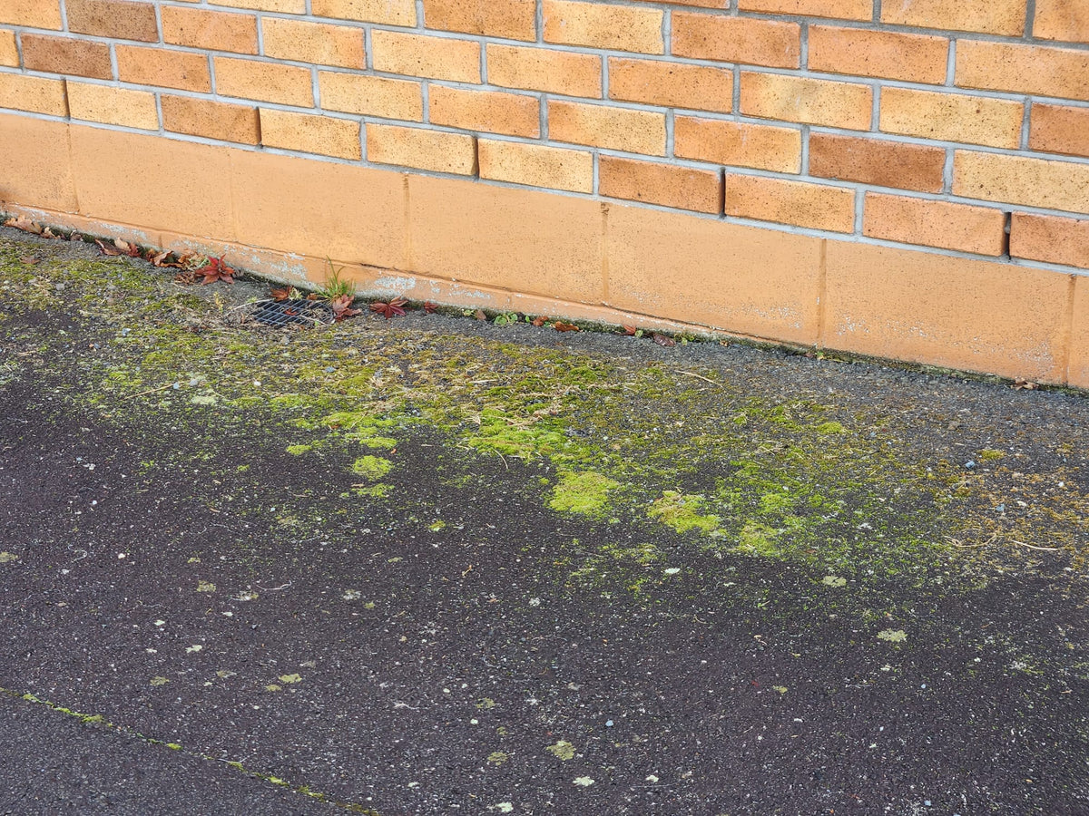 Green moss growing along the base of a block wall on asphalt, before treatment