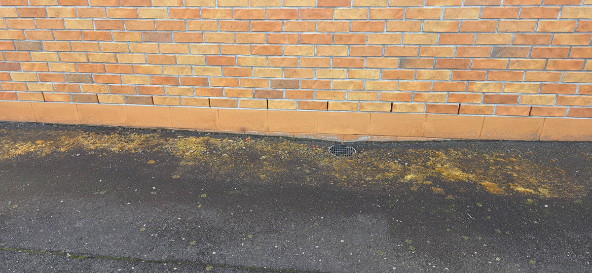 The same asphalt and wall one week after spraying, with the moss turned orange-brown and dead
